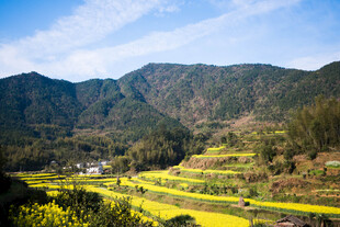 婺源山间梯田油菜花美景