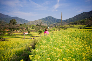 婺源春日田野中的漫步身影