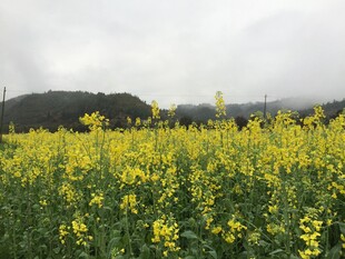 婺源金黄油菜花田的美丽景致