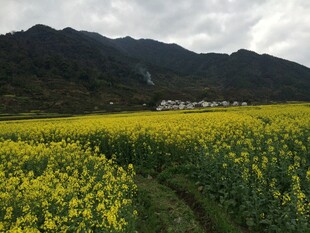 婺源金黄油菜田与远山美景