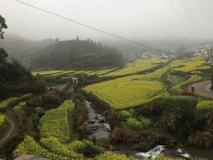 婺源雾中油菜田园美景