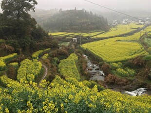 婺源山间油菜梯田美景