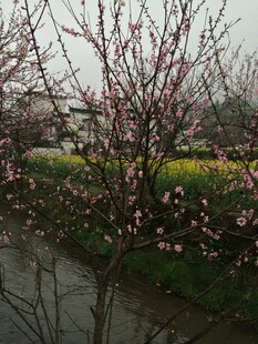 婺源溪边绽放的粉嫩桃花