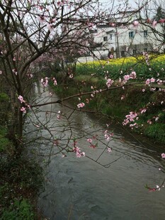 婺源溪边绽放的烂漫花枝