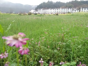 婺源田野繁花与远处建筑景观