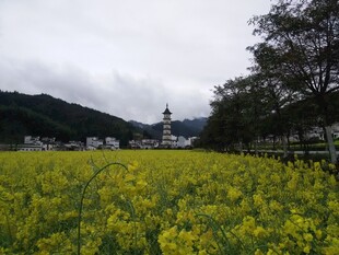 婺源金黄油菜花海中的远方建筑