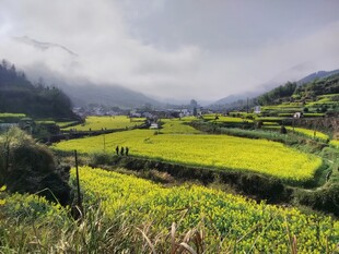 婺源山间油菜田美景