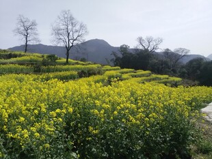 婺源春日油菜花海田园风光