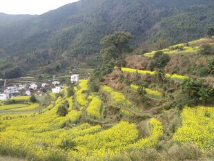 婺源山间油菜田与村落美景