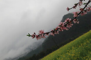 婺源山间桃花绽放于绿野之上