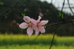 婺源田野边绽放的粉嫩桃花