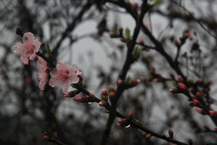 婺源雨中绽放的粉嫩桃花