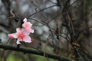 婺源枝头绽放的娇艳粉色花朵