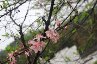 婺源枝头绽放的粉嫩桃花