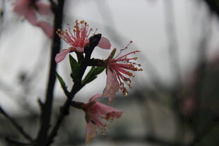 婺源枝头绽放的粉嫩花朵
