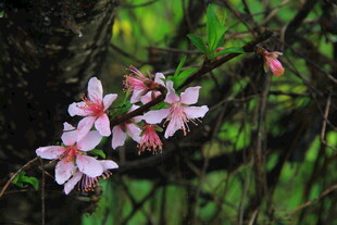 婺源枝头绽放的粉嫩小花