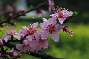 婺源枝头绽放的粉嫩桃花