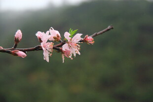婺源枝头粉嫩桃花绽放