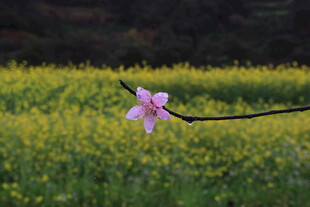 婺源一枝桃花绽于油菜田间
