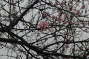 婺源枝头小鸟与绽放花朵