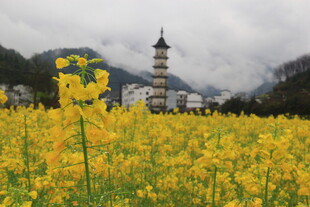 婺源油菜花海中的古塔风景