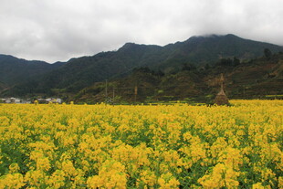 婺源金黄油菜花海与远山