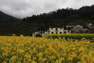 婺源金黄油菜田旁的山村美景
