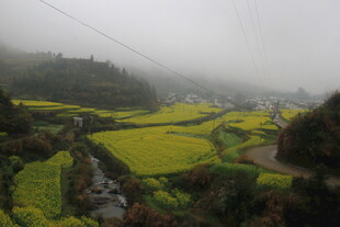 婺源雾中油菜田的田园美景