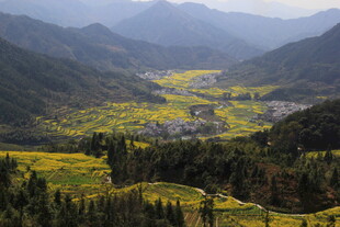 婺源山间油菜花海田园风光