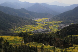 婺源山间油菜花海美丽风光