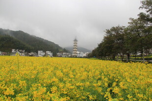 婺源油菜花海中的远方古塔