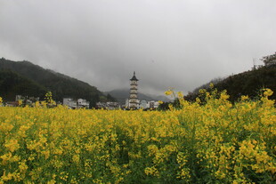 婺源油菜花海中的远方建筑