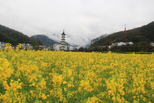 婺源金黄油菜花田中的远方建筑