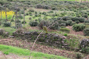 婺源野外绿植丛生的自然景象