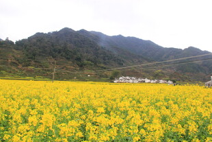 婺源金黄油菜田 远山入画景