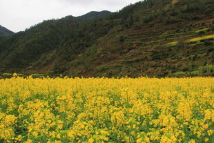婺源金黄油菜花海与青山相映