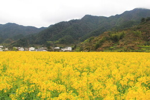 婺源金黄油菜花海与远山美景