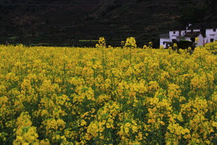 婺源金黄油菜花海中的房屋