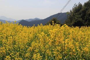 婺源金黄油菜花海 远山相伴