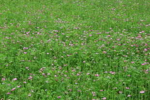 婺源翠绿草地间点缀着小花