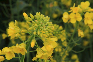 婺源绽放的黄色油菜花