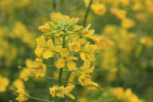 婺源金黄油菜花特写