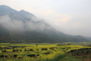 婺源山间油菜花海云雾缭绕