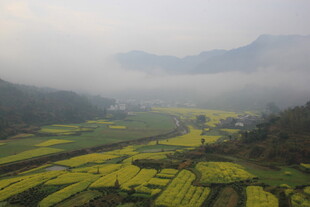 婺源山间油菜花海 云雾缭绕