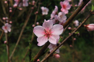 婺源娇艳桃花绽放枝头