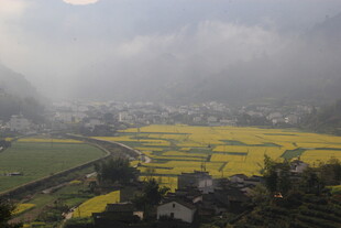 婺源山间油菜花海田园美景