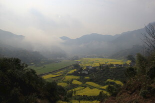 婺源山间油菜田的朦胧美景