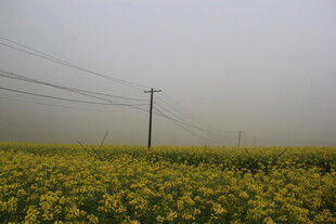 婺源雾中油菜花田与电线杆