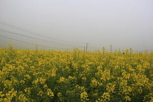 婺源金黄油菜花田美景