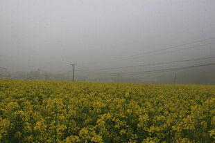 婺源雾中油菜花海美景